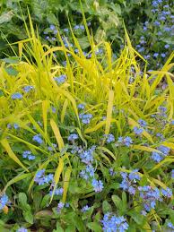 Attēlu rezultāti vaicājumam “Milium effusum flower”