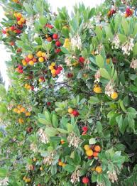 Attēlu rezultāti vaicājumam “Nardus stricta fruit”
