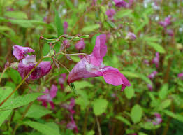 Attēlu rezultāti vaicājumam “Impatiens glandulifera flower”