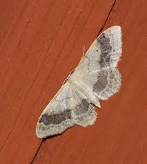 Attēlu rezultāti vaicājumam “Idaea sylvestraria”