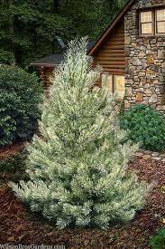 Attēlu rezultāti vaicājumam “Pinus sylvestris”