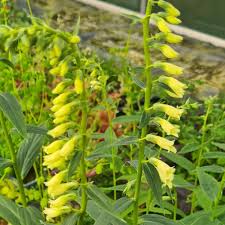 Image result for Digitalis lutea