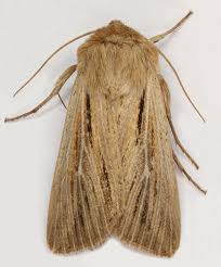 Attēlu rezultāti vaicājumam “Leucania comma”