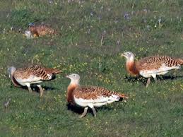 Image result for Otis tarda