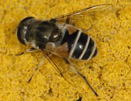 Attēlu rezultāti vaicājumam “Eristalis sp.”