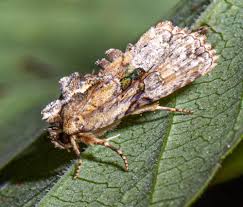 Attēlu rezultāti vaicājumam “Oligia sp.”