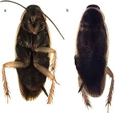 Attēlu rezultāti vaicājumam “Blattoptera”