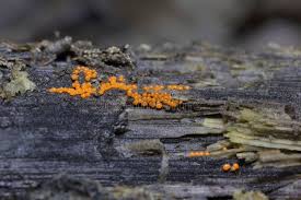 Attēlu rezultāti vaicājumam “Trichia varia”