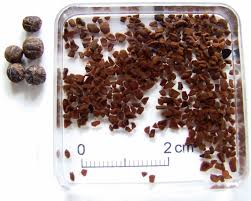 Attēlu rezultāti vaicājumam “Cornus sanguinea fruit”