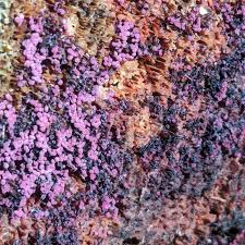 Attēlu rezultāti vaicājumam “Cribraria purpurea”