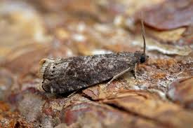 Attēlu rezultāti vaicājumam “Grapholita funebrana larva”