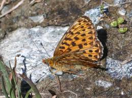 Attēlu rezultāti vaicājumam “Clossiana euphrosyne upperside”