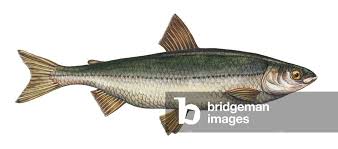 Image result for Coregonus lavaretus