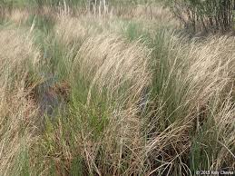 Attēlu rezultāti vaicājumam “Carex lasiocarpa male flower”