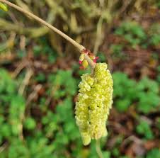 Attēlu rezultāti vaicājumam “Corylus avellana male flower”