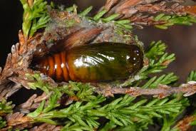 Attēlu rezultāti vaicājumam “Anarta myrtilli larva”