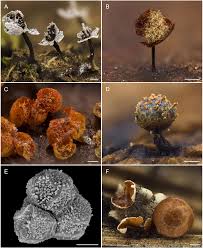 Attēlu rezultāti vaicājumam “Physarum rubiginosum spores”