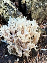 Attēlu rezultāti vaicājumam “Clavulina coralloides”