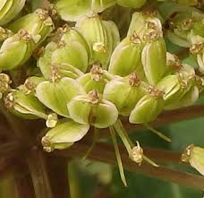 Attēlu rezultāti vaicājumam “Angelica sylvestris fruit”
