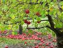 The Apple Orchard - Lost Forest After Dark