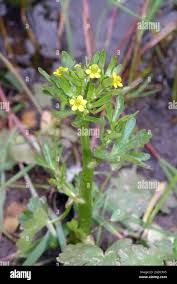 Attēlu rezultāti vaicājumam “Ranunculus sceleratus leaf”