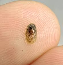 Attēlu rezultāti vaicājumam “Ancylus fluviatilis”