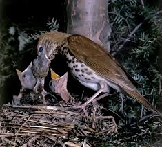 Image result for Hylocichla mustelina