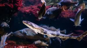 Image result for Scyliorhinus canicula