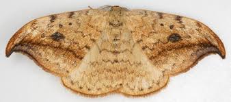 Attēlu rezultāti vaicājumam “Drepana falcataria”