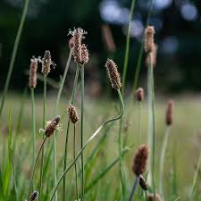 Attēlu rezultāti vaicājumam “Eleocharis palustris”