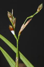 Attēlu rezultāti vaicājumam “Carex digitata bud”