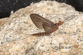 Attēlu rezultāti vaicājumam “Ephemeroptera”