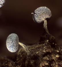 Attēlu rezultāti vaicājumam “Physarum album”