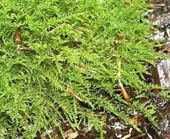 Attēlu rezultāti vaicājumam “Cratoneuron filicinum”