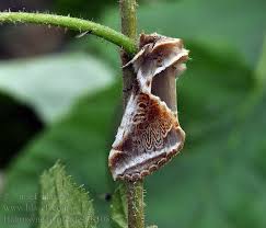 Attēlu rezultāti vaicājumam “Habrosyne pyritoides”
