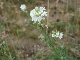 Attēlu rezultāti vaicājumam “Berteroa incana flower”