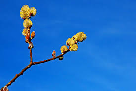 Attēlu rezultāti vaicājumam “Salix caprea bud”