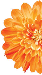 Attēlu rezultāti vaicājumam “Conardia compacta macro”