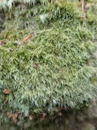 Attēlu rezultāti vaicājumam “Leucobryum juniperoideum”