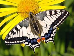 Attēlu rezultāti vaicājumam “Papilio machaon upperside”