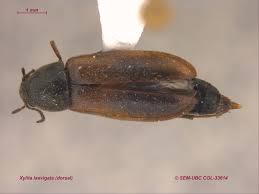 Attēlu rezultāti vaicājumam “Xylita laevigata”