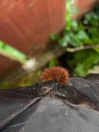 Attēlu rezultāti vaicājumam “Phragmatobia fuliginosa larva”
