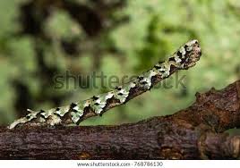 Attēlu rezultāti vaicājumam “Odontopera bidentata”