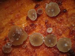 Attēlu rezultāti vaicājumam “Hyphodiscus hymeniophilus”