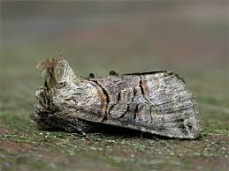 Attēlu rezultāti vaicājumam “Abrostola tripartita”