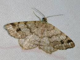 Attēlu rezultāti vaicājumam “Macaria signaria”