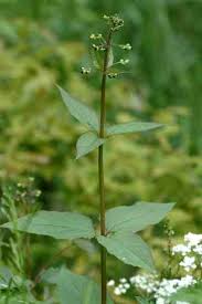 Attēlu rezultāti vaicājumam “Scrophularia nodosa flower”