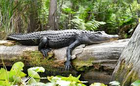 Image result for Alligator mississippiensis