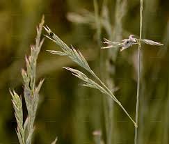 Attēlu rezultāti vaicājumam “Festuca psammophila”