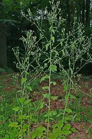 Attēlu rezultāti vaicājumam “Lapsana communis flower”